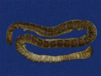 藏品(闊帶青斑海蛇)的圖片